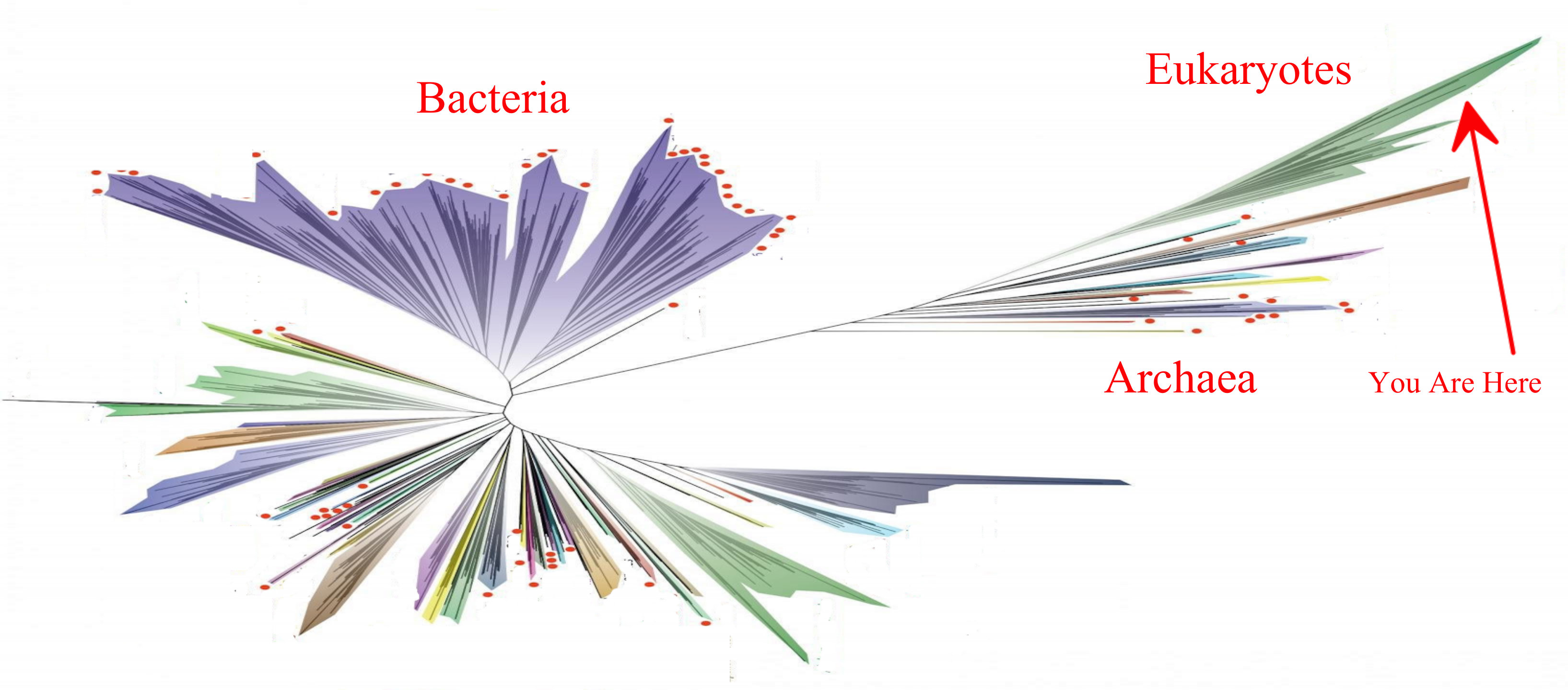 Phylogeny of all life